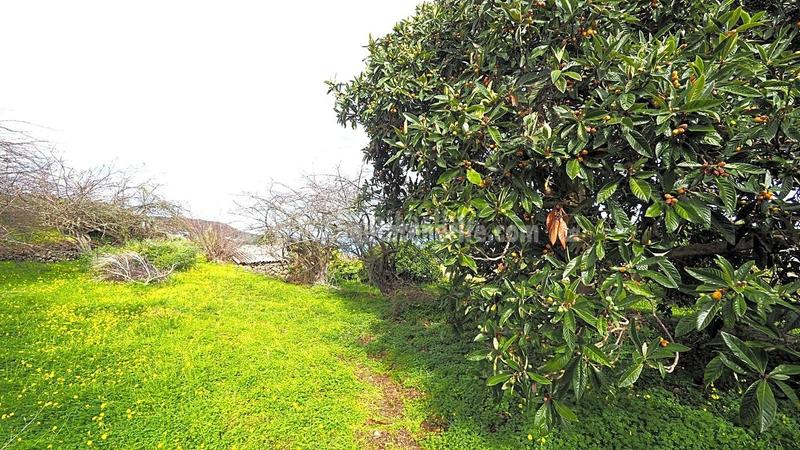 Foto edc07399-31dd-437b-8da1-6458a2399c6b. Bauernhof in La Vega - El Amparo - Cueva del Viento Icod de los Vinos