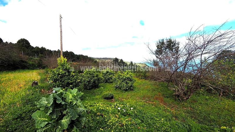 Foto 088308a1-472d-46dd-8749-eed394eb48c0. Country house in La Vega - El Amparo - Cueva del Viento Icod de los Vinos