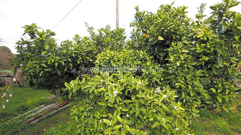 Foto 7fe2fd78-b475-4902-9469-e5c828ceec3b. Mas dans La Vega - El Amparo - Cueva del Viento Icod de los Vinos