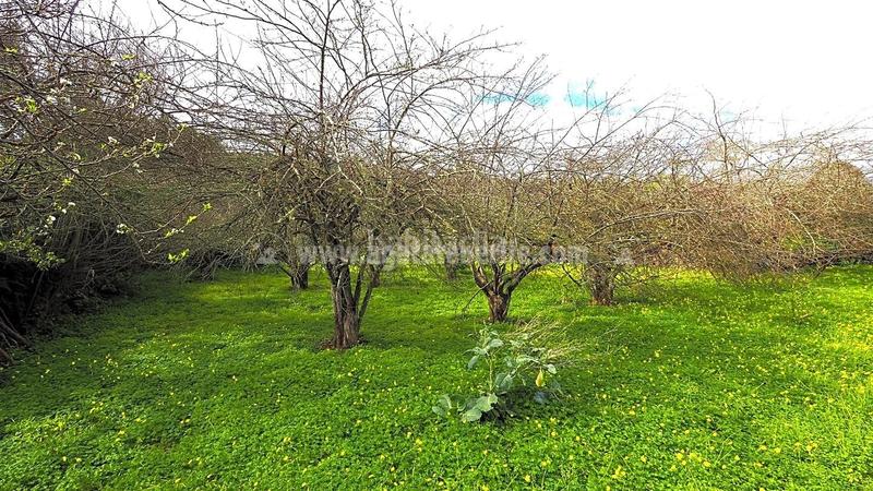 Foto f7f20571-a115-45d7-be2a-4346ad808499. Masía en La Vega - El Amparo - Cueva del Viento Icod de los Vinos