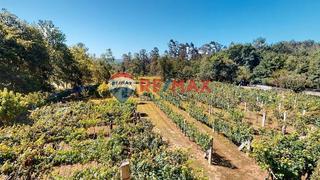 Chalet à Salvaterra de Miño. Casa con finca y viñas