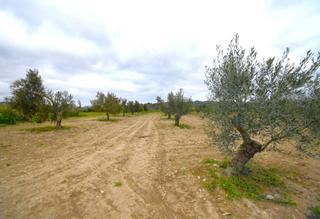 Finca rústica  Polígono 5 parcela 263 tancas. muro (illes balear. Finca rústica con olivos en muro