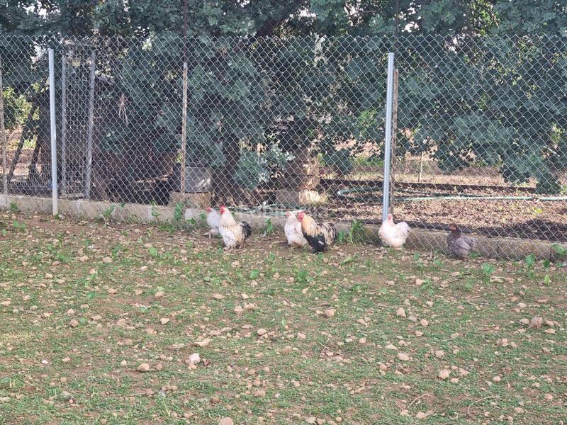 Foto 4d869465-87fc-4b47-9285-38c48c52ade6. Casale in Centro Inca