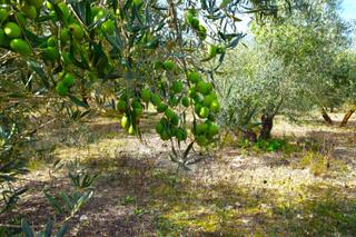 Finca rústica en Muro. Fincas sembradas de olivos en muro