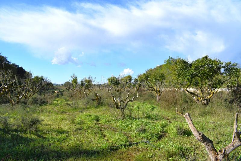 Foto 0948136a-c591-4690-bd6d-89074abe504b. Terrain résidentiel dans Llubí