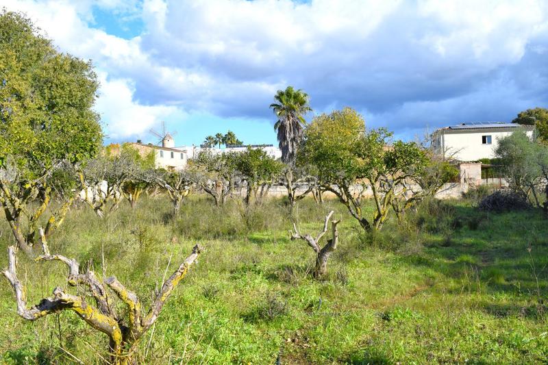 Foto 81f79303-0273-47bf-bf7c-8c78b0119856. Terrain résidentiel dans Llubí