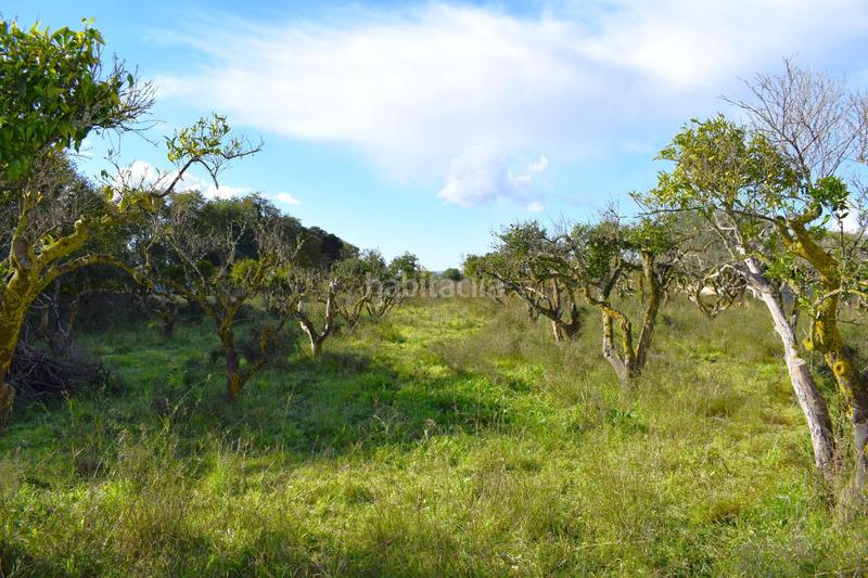 Foto 9f8b8c96-d5d8-4e3d-a118-66beffbad602. Terrain résidentiel dans Llubí