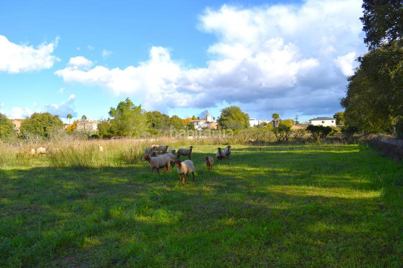 Foto b0d1341e-e495-48e7-9bcf-8eb3cbee39f4. Terrain résidentiel dans Llubí