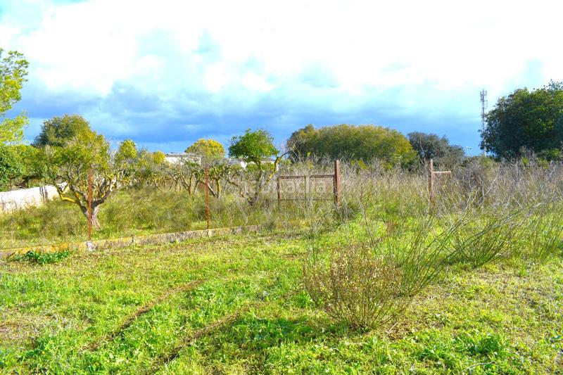 Foto c7169c0e-44a4-4ef4-96ff-1cf1b7f940b9. Terrain résidentiel dans Llubí