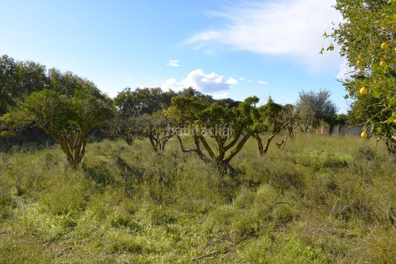 Foto c9bac40d-43f8-4949-b11a-ff4fd4454594. Terrain résidentiel dans Llubí