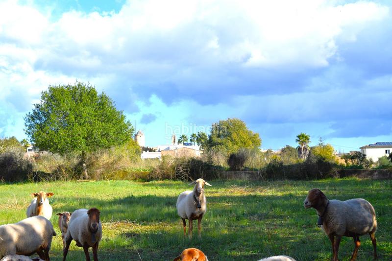 Foto e4d8d1e8-e721-4803-bc9b-fa6ffea5de44. Terrain résidentiel dans Llubí