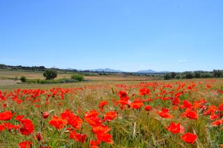 Mas à Muro. Finca rústica con posibilidad de vivienda con vistas a la serra