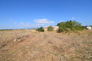Mas à Muro. Finca  con proyecto aprobado para vivienda con piscina en muro.