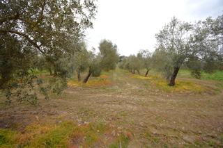 Rural plot in Llubí. Finca rústica con olivos en llubi