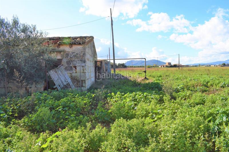 Foto 4e2aec0c-65c3-4da8-abdb-13a8cc7efd83. Masía finca rústica con posibilidad de construir en Sa Pobla