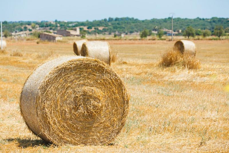 Foto d6fe6c14-45a8-485a-a65a-836533d8a0fa. Casale in Muro