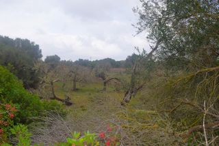 Wohngrundstück in Santa Margalida Poble. Finca rústica con posibilidad de hacer una vivienda en santa mar