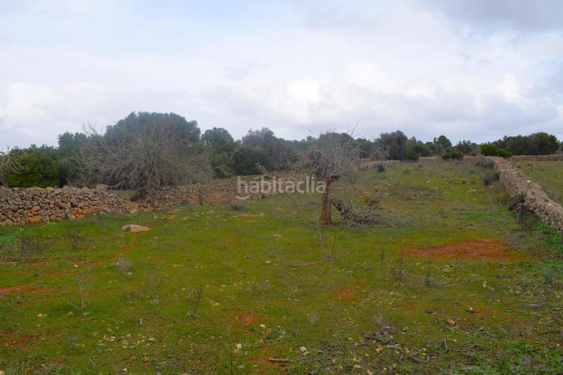 Foto 26238846-6b46-4337-968e-fd9d69a6233b. Terreny residencial a Santa Margalida poble Santa Margalida