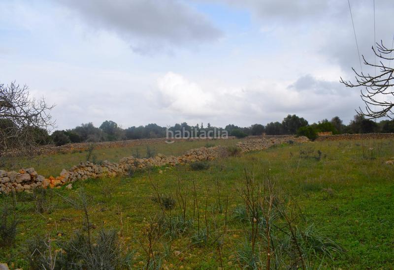 Foto 2b342fd5-7efc-4338-9f59-b138c3a78686. Terreny residencial a Santa Margalida poble Santa Margalida