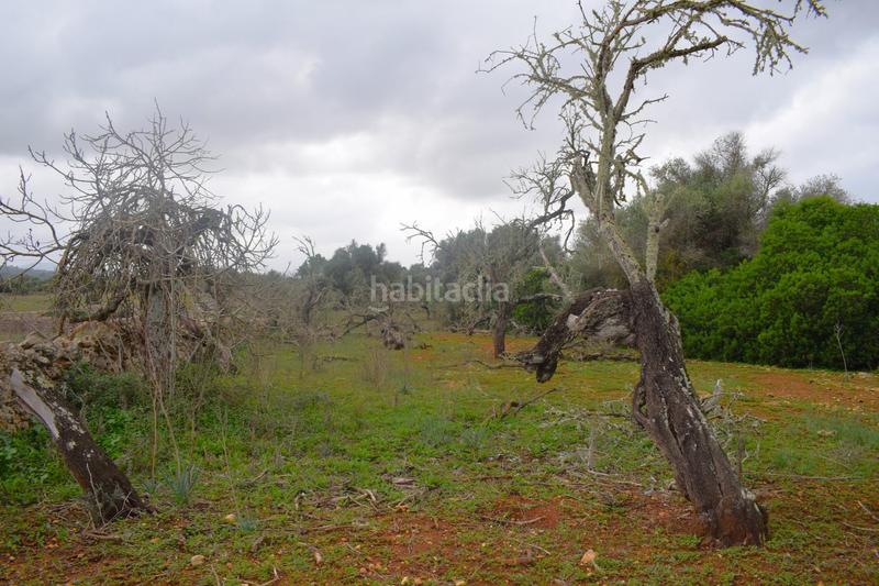 Foto 342d24be-4afa-40d4-9c28-c8078eb2634b. Terreny residencial a Santa Margalida poble Santa Margalida