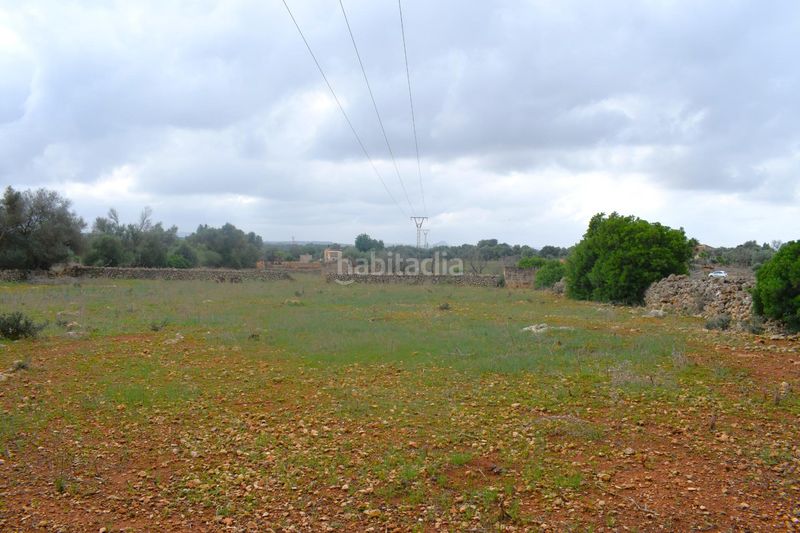 Foto 850371f1-81e4-4343-bc2d-56d8114346ea. Terreny residencial a Santa Margalida poble Santa Margalida