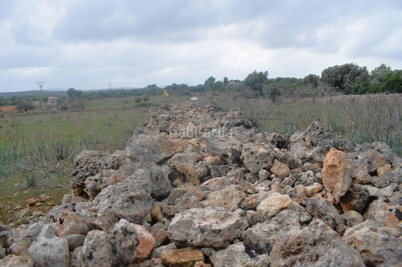 Foto 8ce84e6e-0c0c-42aa-865e-302c7dcaa963. Terreny residencial a Santa Margalida poble Santa Margalida