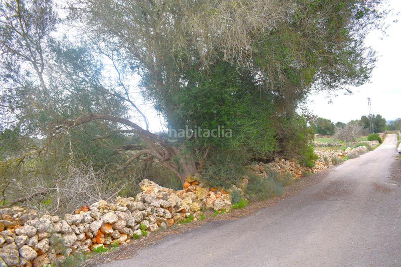 Foto 9fed3cbe-ca09-413c-9bb8-4547270db329. Terreny residencial a Santa Margalida poble Santa Margalida