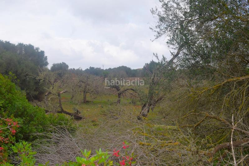 Foto a4a09152-d760-42fc-9e5e-b46b7664bfe1. Terreny residencial a Santa Margalida poble Santa Margalida