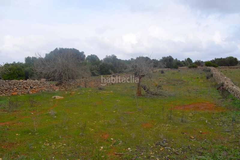 Foto b61e2226-cea0-4ab3-a436-3fc0974fe235. Terreny residencial a Santa Margalida poble Santa Margalida