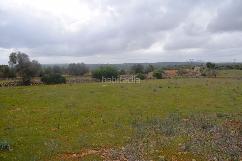 Foto bda00260-f1a9-4db8-a53f-15a8a9883543. Terreny residencial a Santa Margalida poble Santa Margalida