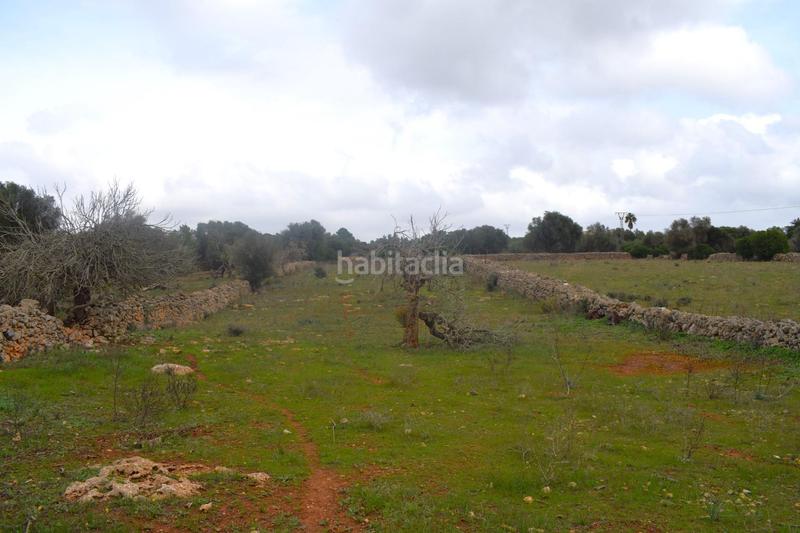 Foto cfd9c2b3-7a6d-418e-ab11-1cebcd69cfa0. Terreny residencial a Santa Margalida poble Santa Margalida