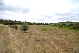 Mas  Polígono polígono 10 parcela 3 suau bai. llubi (illes bale. Finca rústica con olivos en llubi