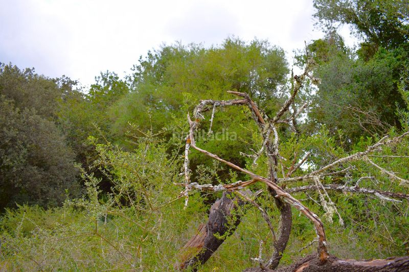 Foto 116ebf16-8502-48d7-8764-214c4d3eee07. Masia a Muro