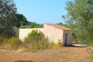 Rural plot  Polígono 4 parcela 4 terrassa. llubi (illes balea. Finca rústica sembrada de olivos con caseta en llubi