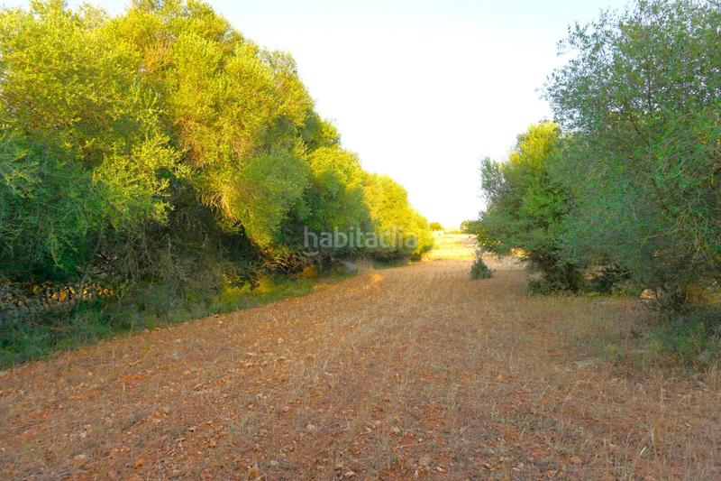 Foto 0dca3959-8be3-4506-8bcc-ffb5ca68fda6. Rural plot in Santa Margalida poble Santa Margalida