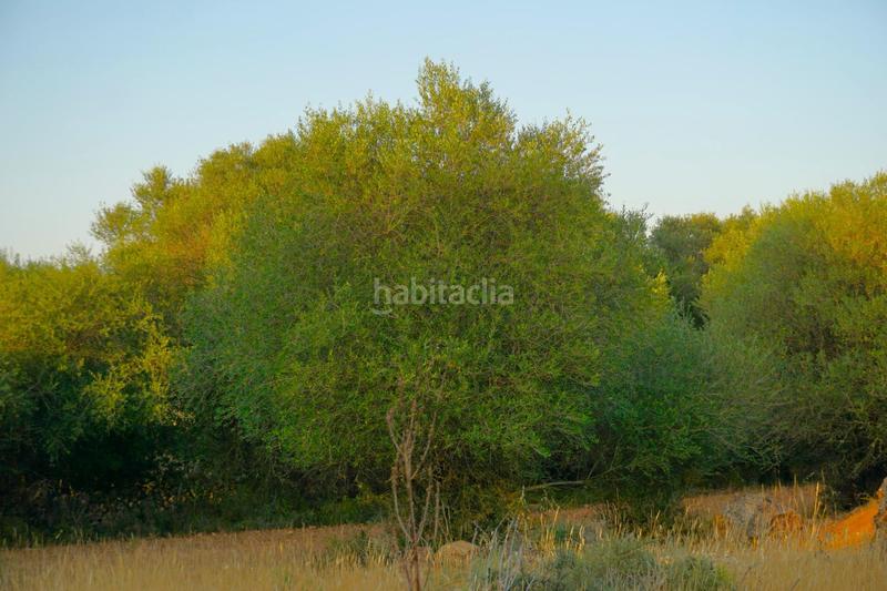 Foto 39ea3e22-85da-4659-9707-e02325b48b91. Rural plot in Santa Margalida poble Santa Margalida