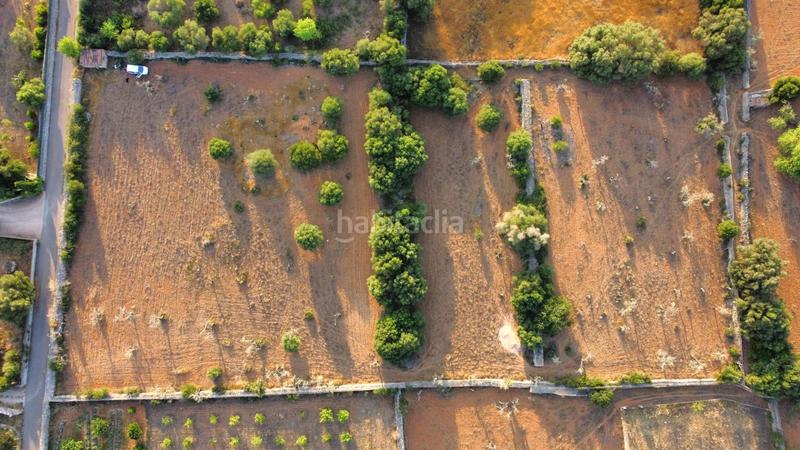 Foto 7e52ad15-4cae-428c-8717-eee0f1f2e148. Rural plot in Santa Margalida poble Santa Margalida