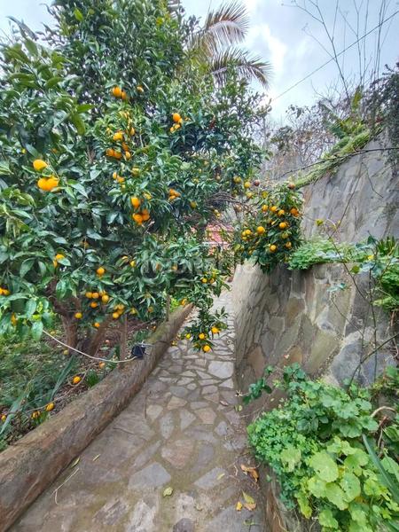 Foto cfc365d3-b11d-4a60-98c4-fcbadb461c56. Finca rústica a La Perdoma - San Antonio - Benijos Orotava (La)