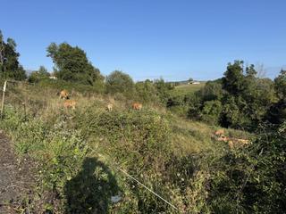 Residential Plot in Ribadedeva. Parcela en noriega