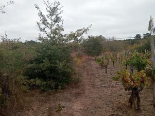 Landgut in San Cibrao das Viñas