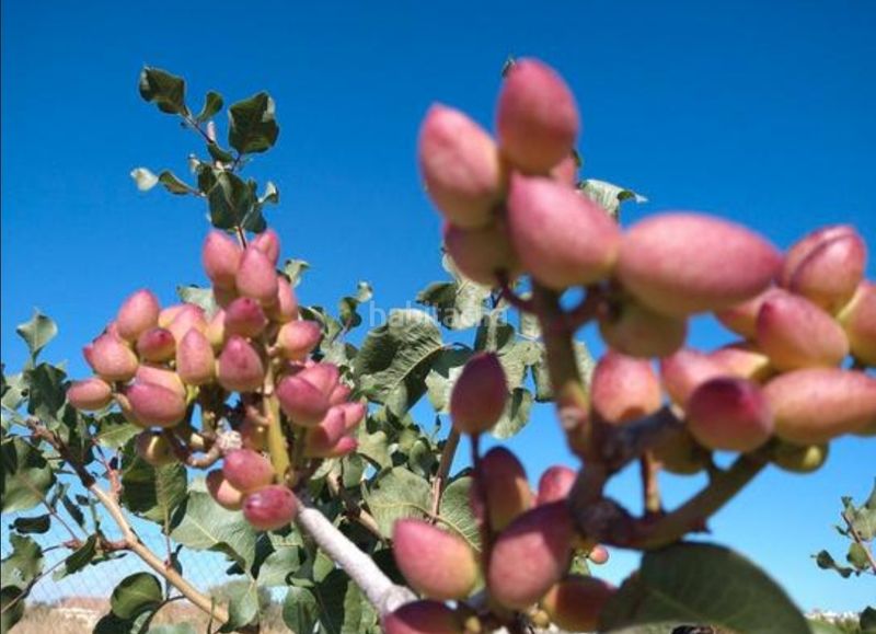 Foto a9f2849d-5e38-4c10-8118-54446cf2fb00. Finca rústica en Roa