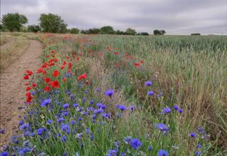 House in Castrillo Mota de Judíos