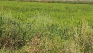 Rural plot in Madrigalejo del Monte