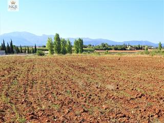 Rural plot in Llubí. Finca rústica en llubí con  agua