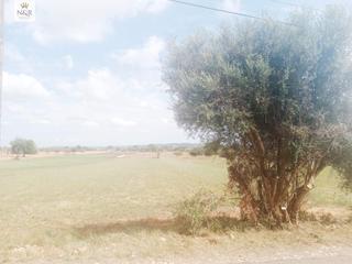 Rural plot in Zona Periurbana. Finca rústica en inca con buen acceso