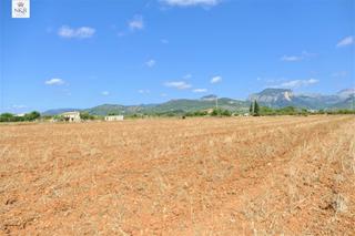 Mas à Lloseta. Finca rústica en lloseta de 73.000 m2 con luz y agua