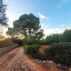 Rural plot in Santa María del Camí. Finca rústica de 15.543 m2 en sta. maria del camí