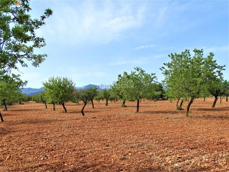 Foto 04492c36-a5ef-4322-a163-2c0509ebb5ea. Finca rústica a Binissalem