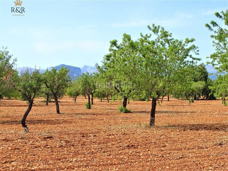 Foto 5ca29964-b9a0-4f8a-b37b-9f96ca5a22b3. Finca rústica a Binissalem