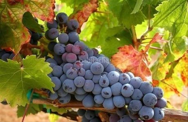 Foto 6e85e1b1-186e-4a40-8118-d2540480ad07. Finca rústica a Binissalem